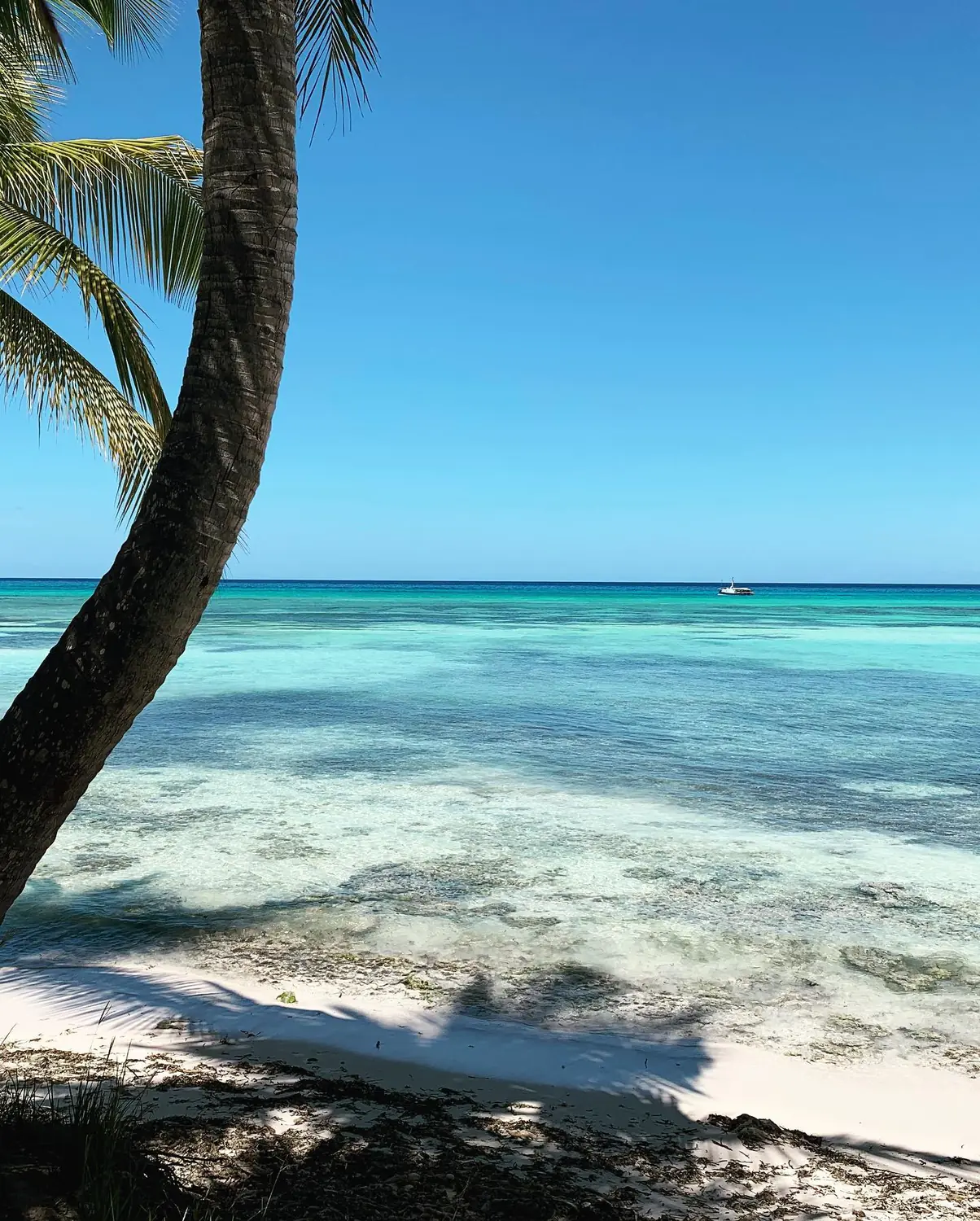 A palm leaning over crystal-clear turquoise water with a catamaran offshore at Saona Island, Dominican Republic