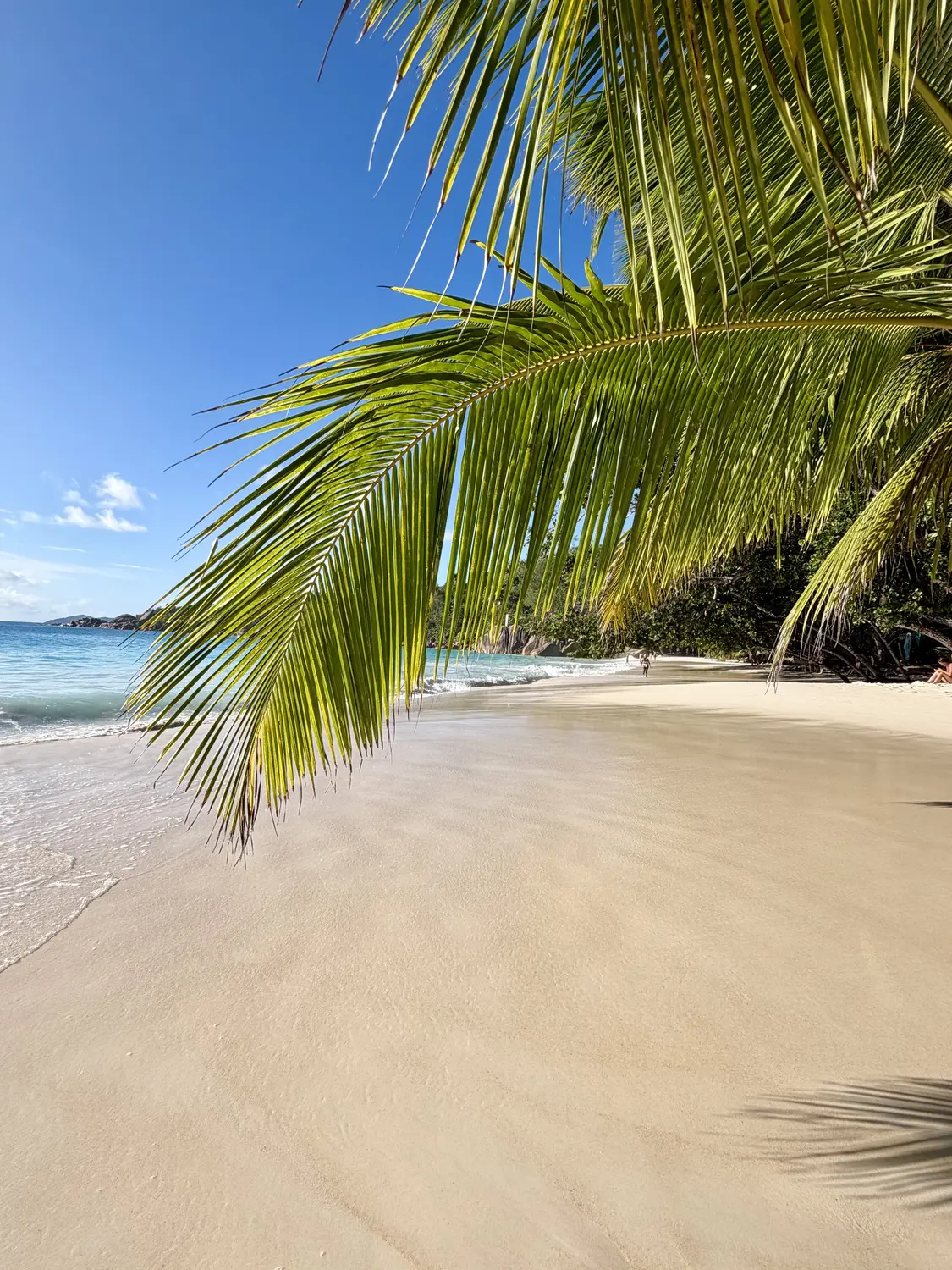 A palm frond over Anse Lazio
