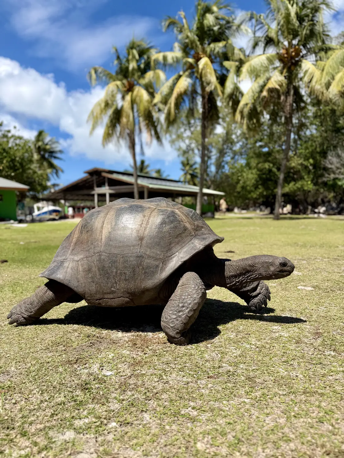 A giant tortoise striding across the grass under tall palms on Curieuse Island
