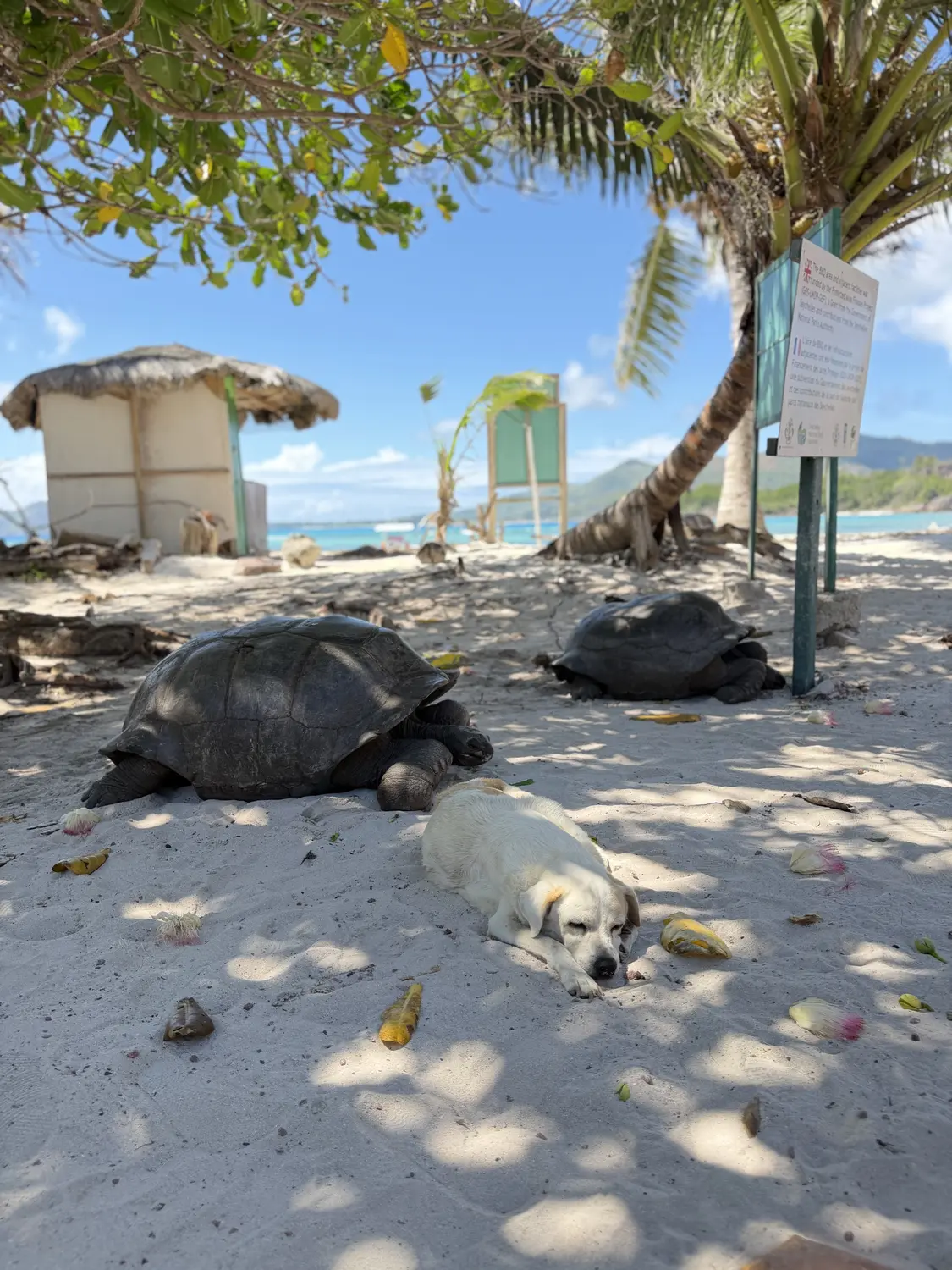Two giant tortoises and a sleepy dog napping together in the shade on a Curieuse beach