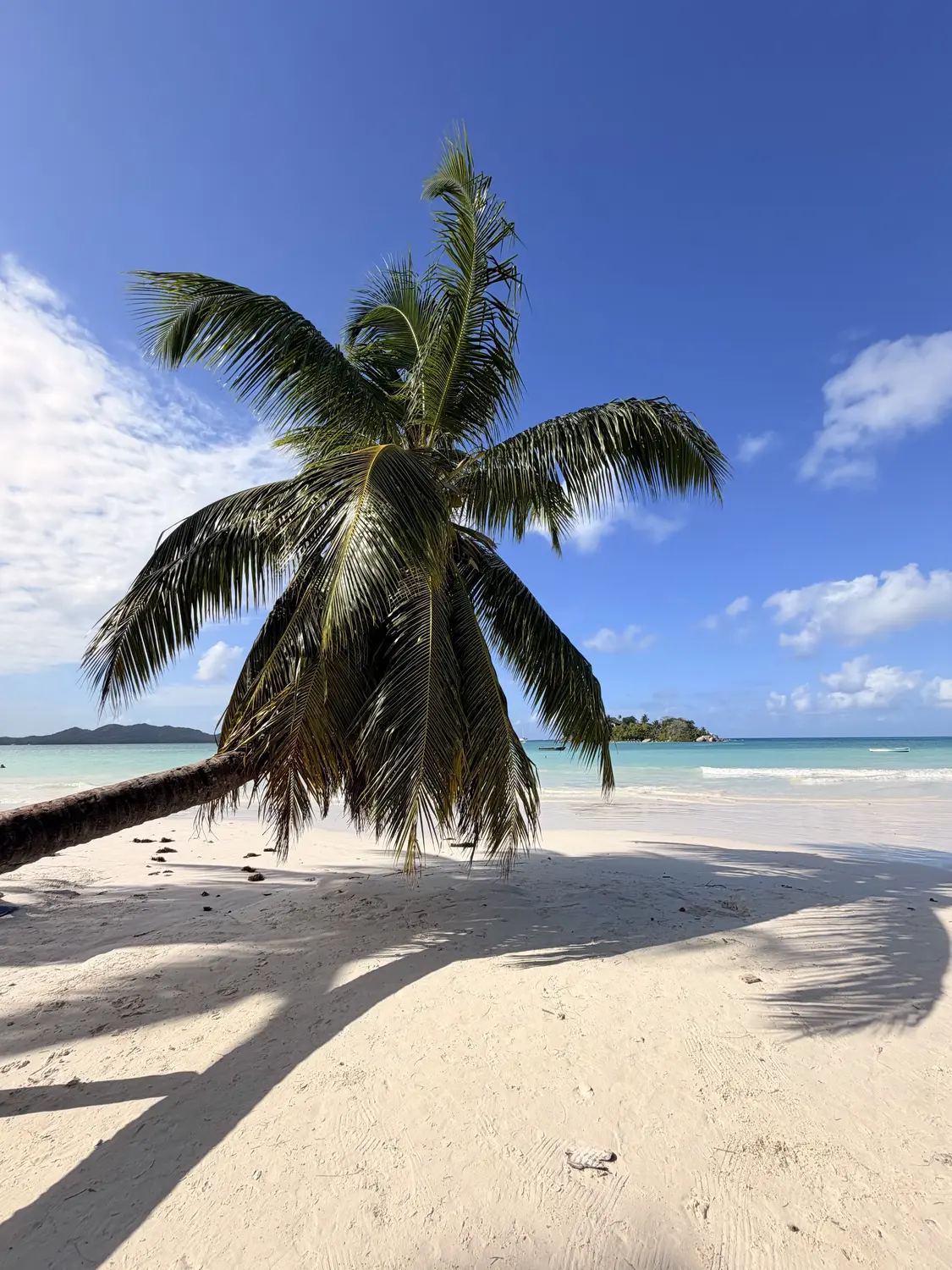 A leaning palm at Côte d'Or
