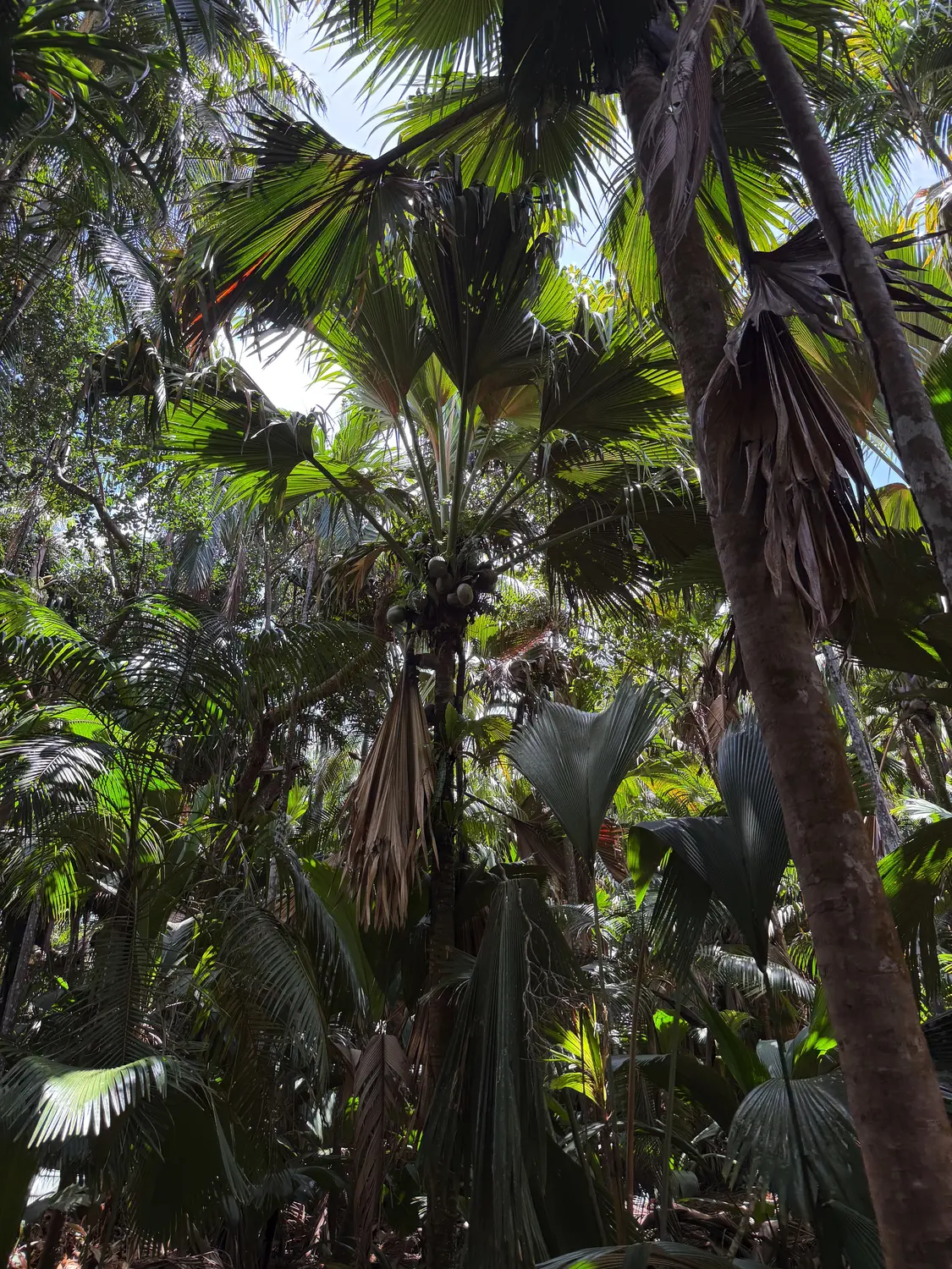 A coco de mer palm heavy with giant seeds in the Vallée de Mai forest, Praslin