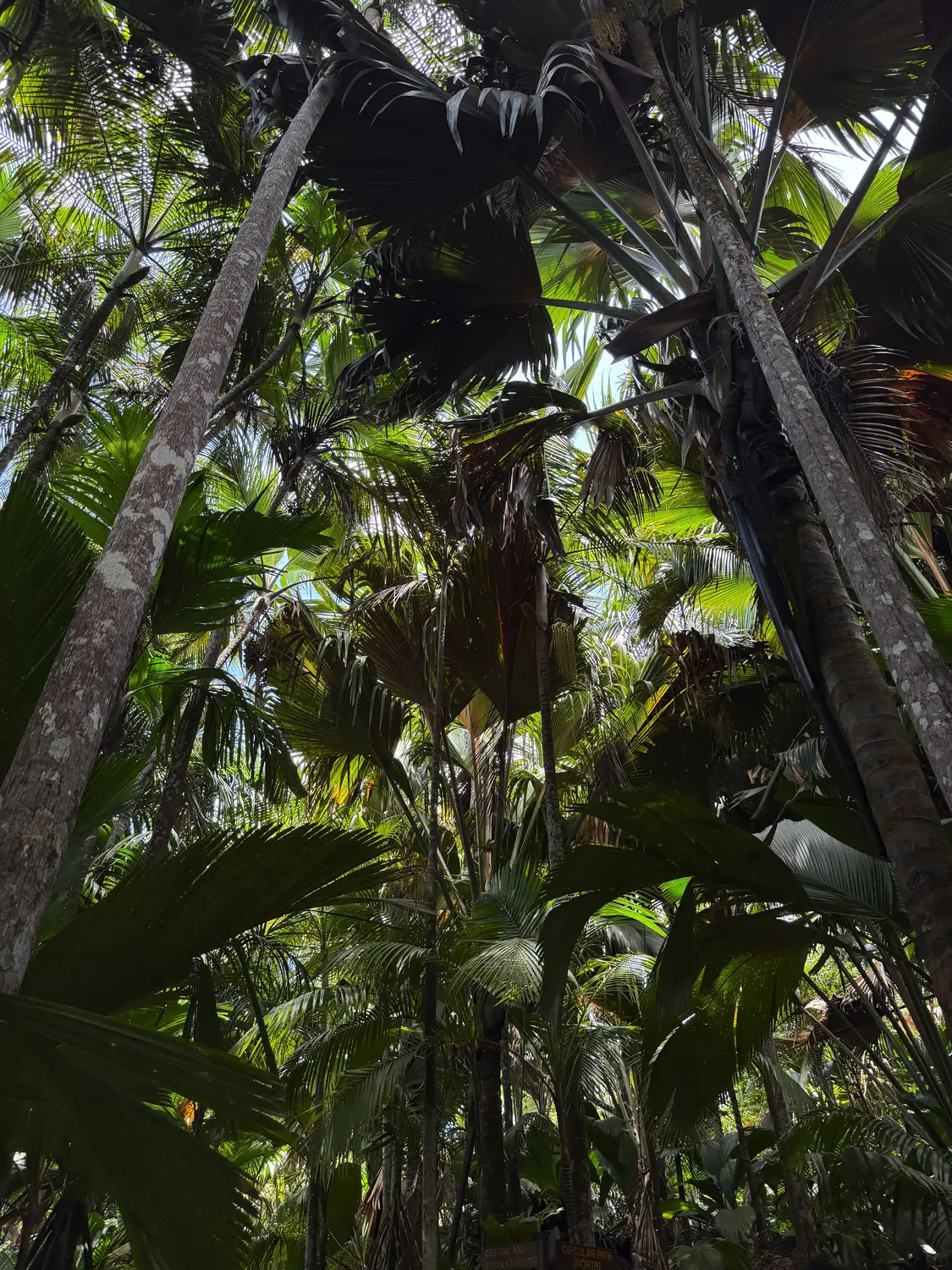 Looking up through the towering fan palms of the Vallée de Mai, Praslin