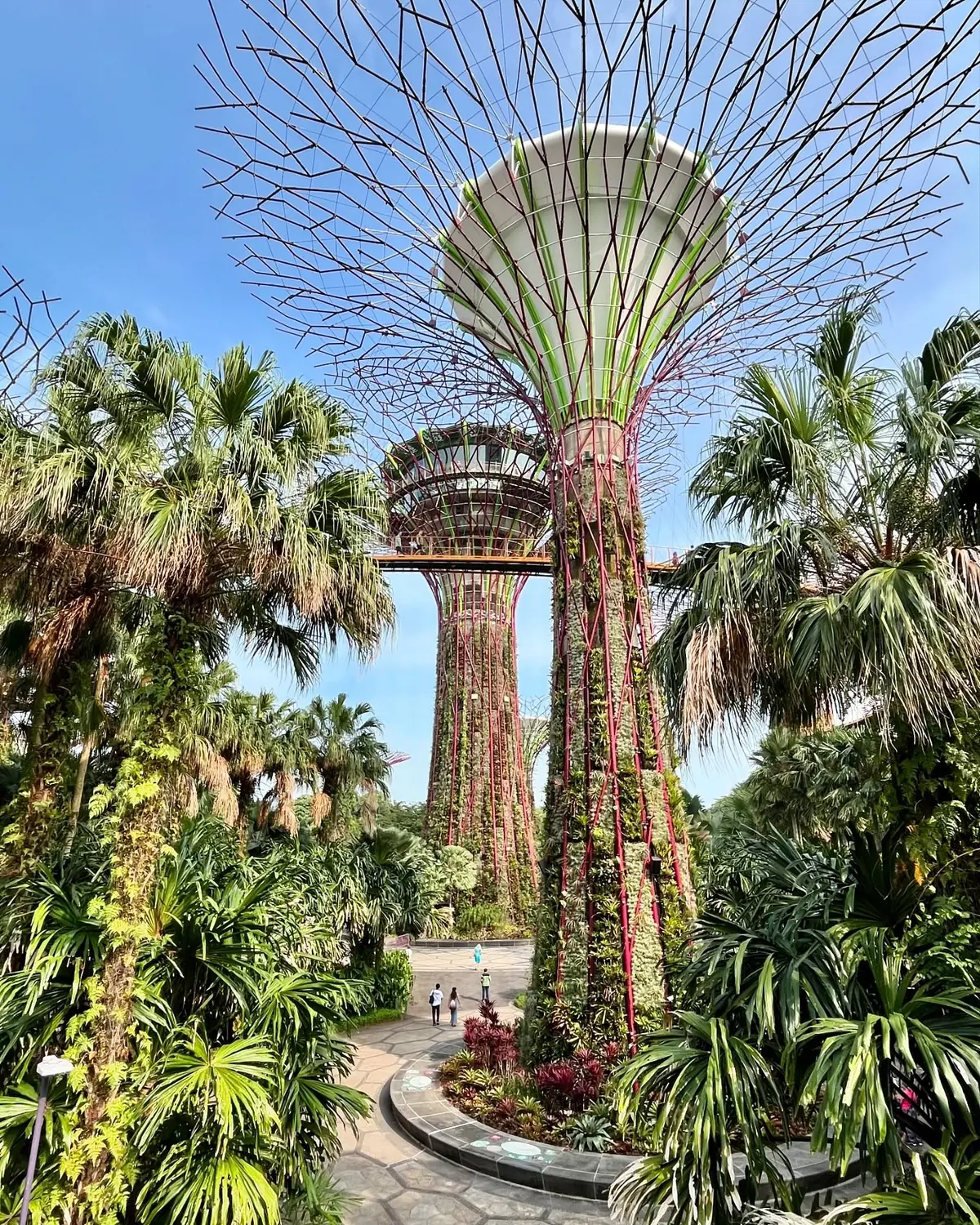 Looking up at a single Supertree's canopy against blue sky